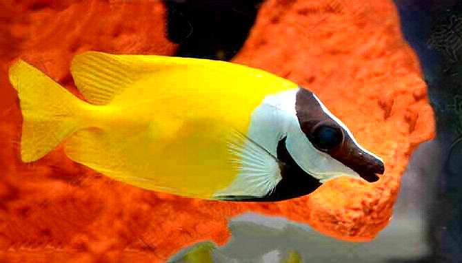 绿龙鱼,藏在草丛里都看不见它.像是移动的水草.