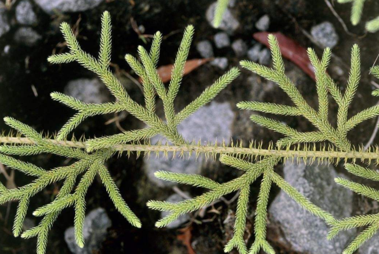 这种草可通经活络,治刀伤烫伤!南方常见,观赏价值高,见过吗?