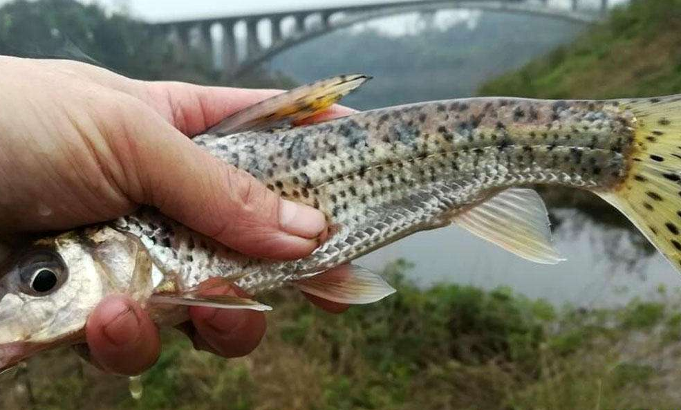 溪坑鱼种类图片