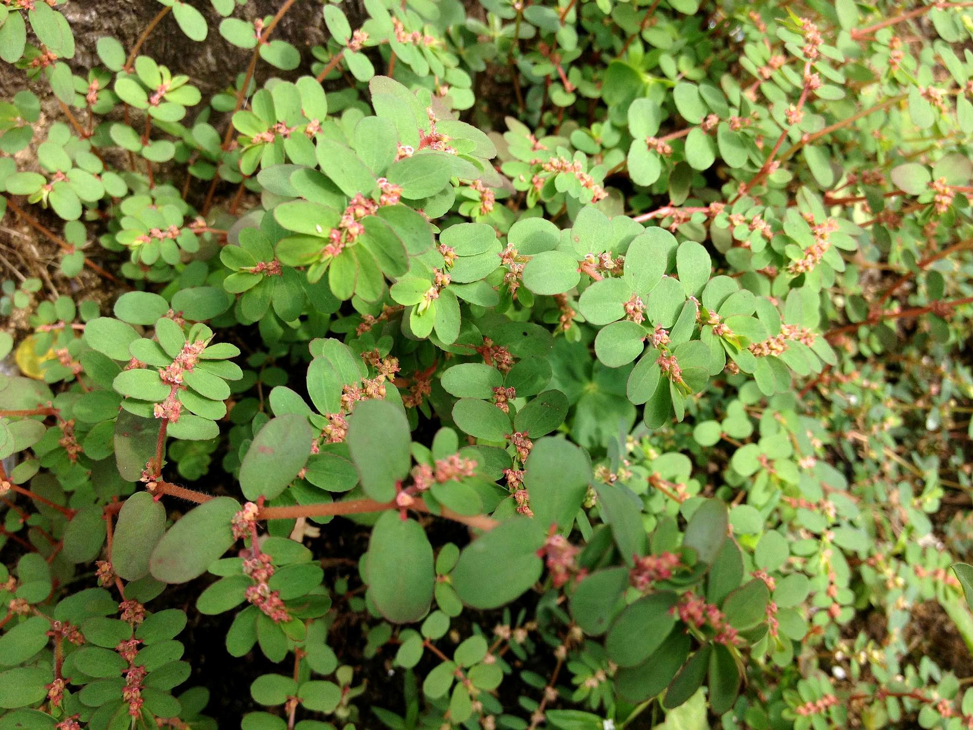 田里一种"地毯草"看到别拔,这是天然"皮肤胶水",它止血很快