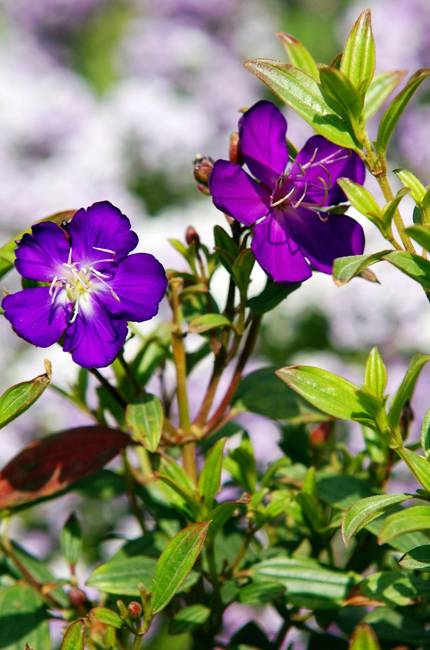 巴西野牡丹,花如其名,它既有着一种牡丹的富贵,又多了一些自然之美,一