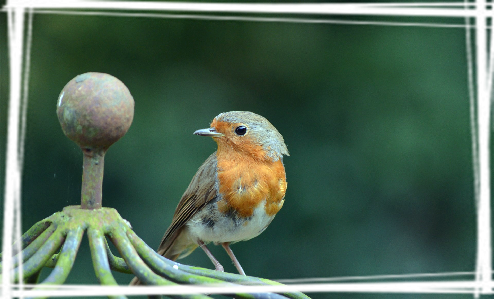 可爱知更鸟电脑壁纸图片安利