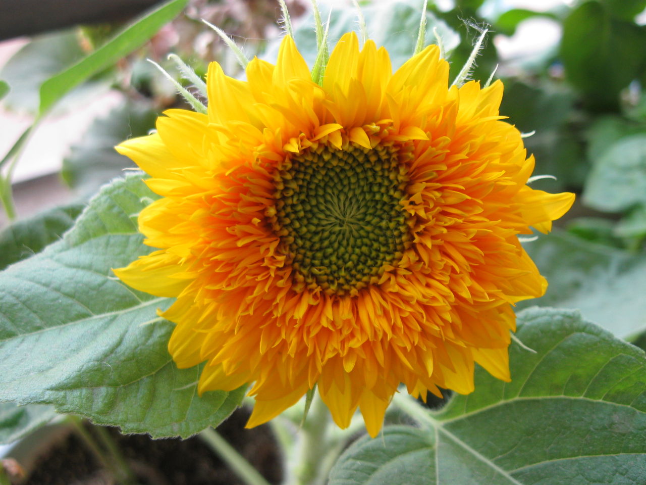 从你身边路过,恰逢花开——重瓣向日葵