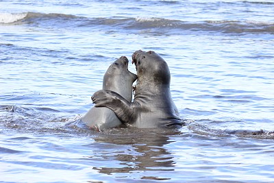 沙滩现海象打架,互相撕咬场面惊险