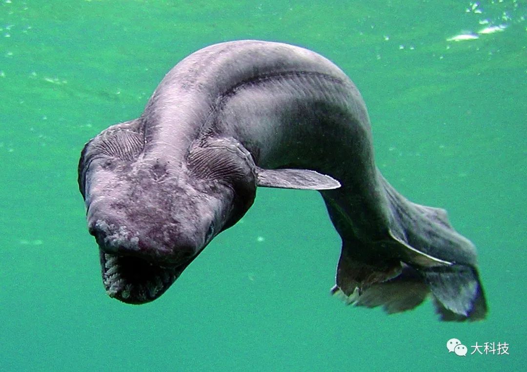 长着蛇头的鲨鱼