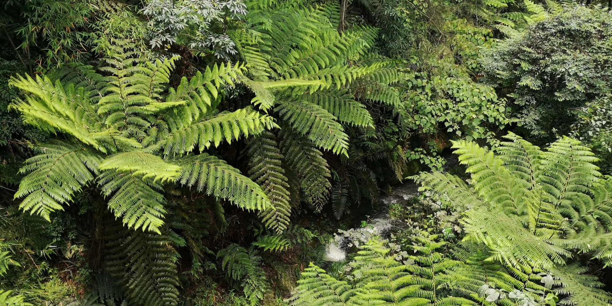四川乐山桫椤谷之:恐龙不在,满谷桫椤树还在,植物界的活化石