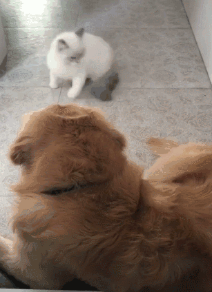 猫咪想和金毛玩,使出浑身解数,狗子就不动,主人:灵魂交换了?