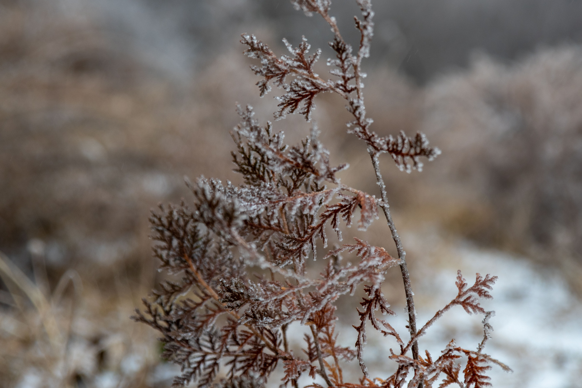 甘肃省陇东地区普降小雨雪形成冻雨景象