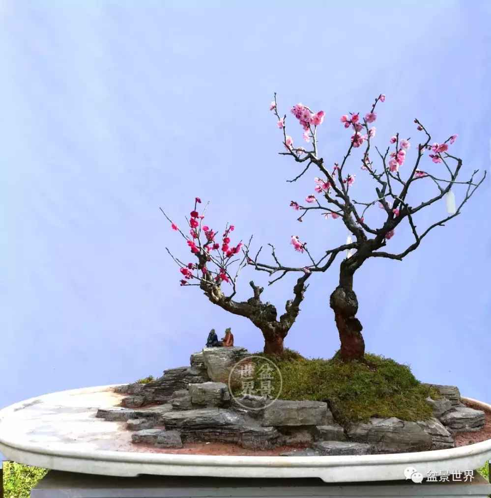 龙泉梅开天下春 梅花盆景精品欣赏