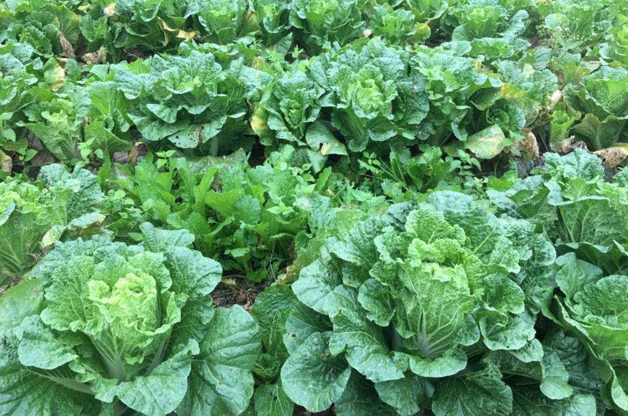 百度爱采购首页 商品专题_白菜因秋早熟大白菜生育期短,生长速度快,应