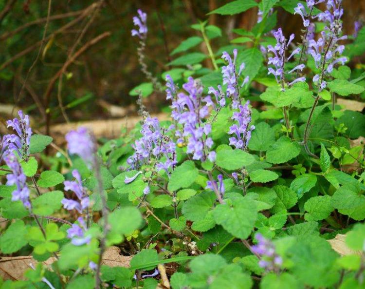 山上这种野草,农民称它为韩信草,其实它活血散瘀效果好