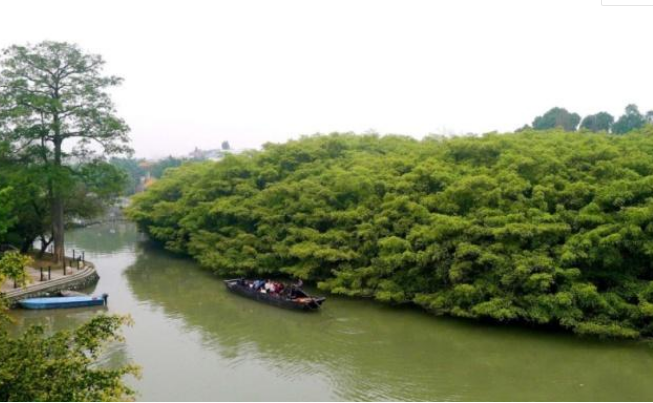 广东大榕树鸟的天堂图片