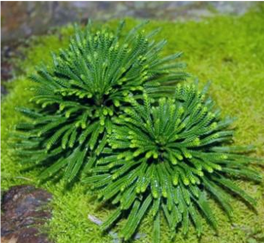 山上遇见这种"野草",把它带回家养成盆栽,好看还能治刀伤!