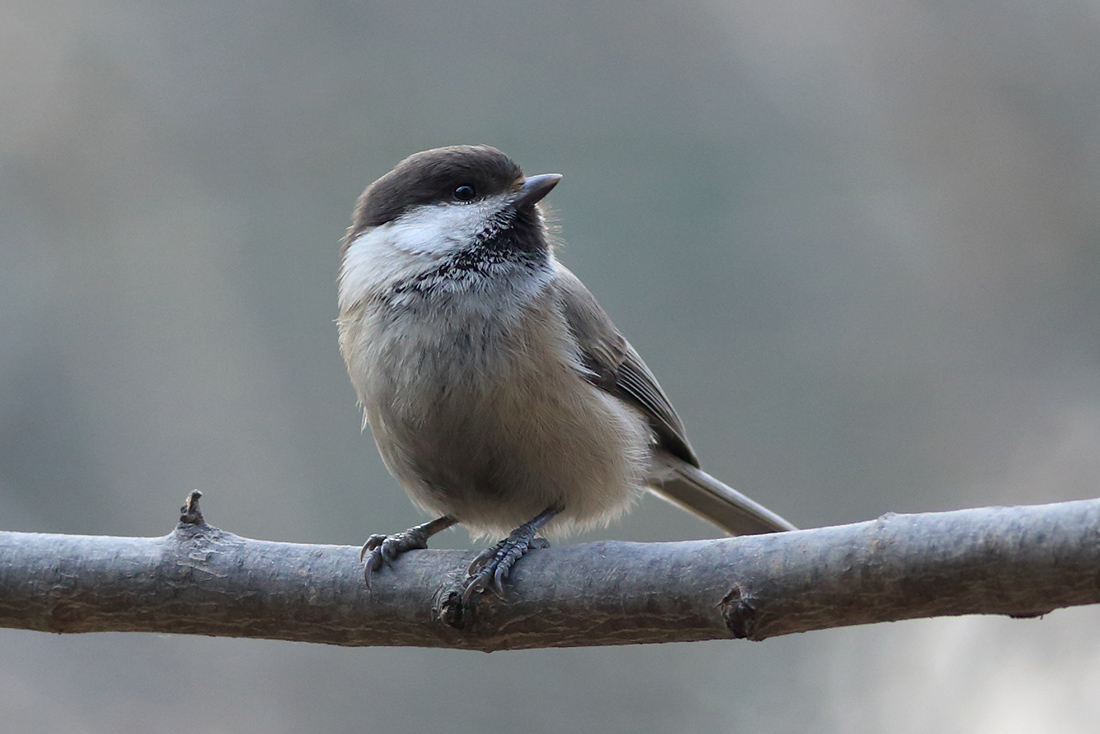 蹲守在灰头山雀出入的地方