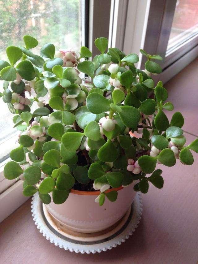 金枝玉叶这样养,新芽蹭蹭冒,轻松变"老桩",一辈子不开花