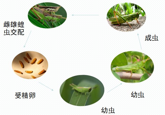 昆虫的生殖和发育图片