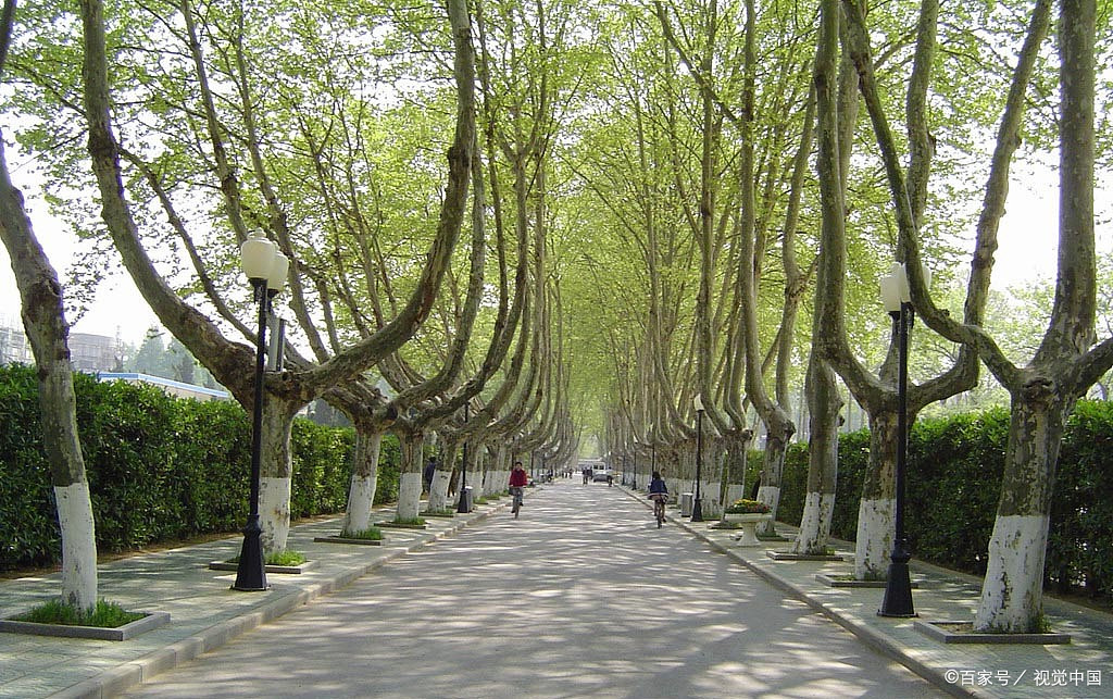 金陵城下,满目梧桐