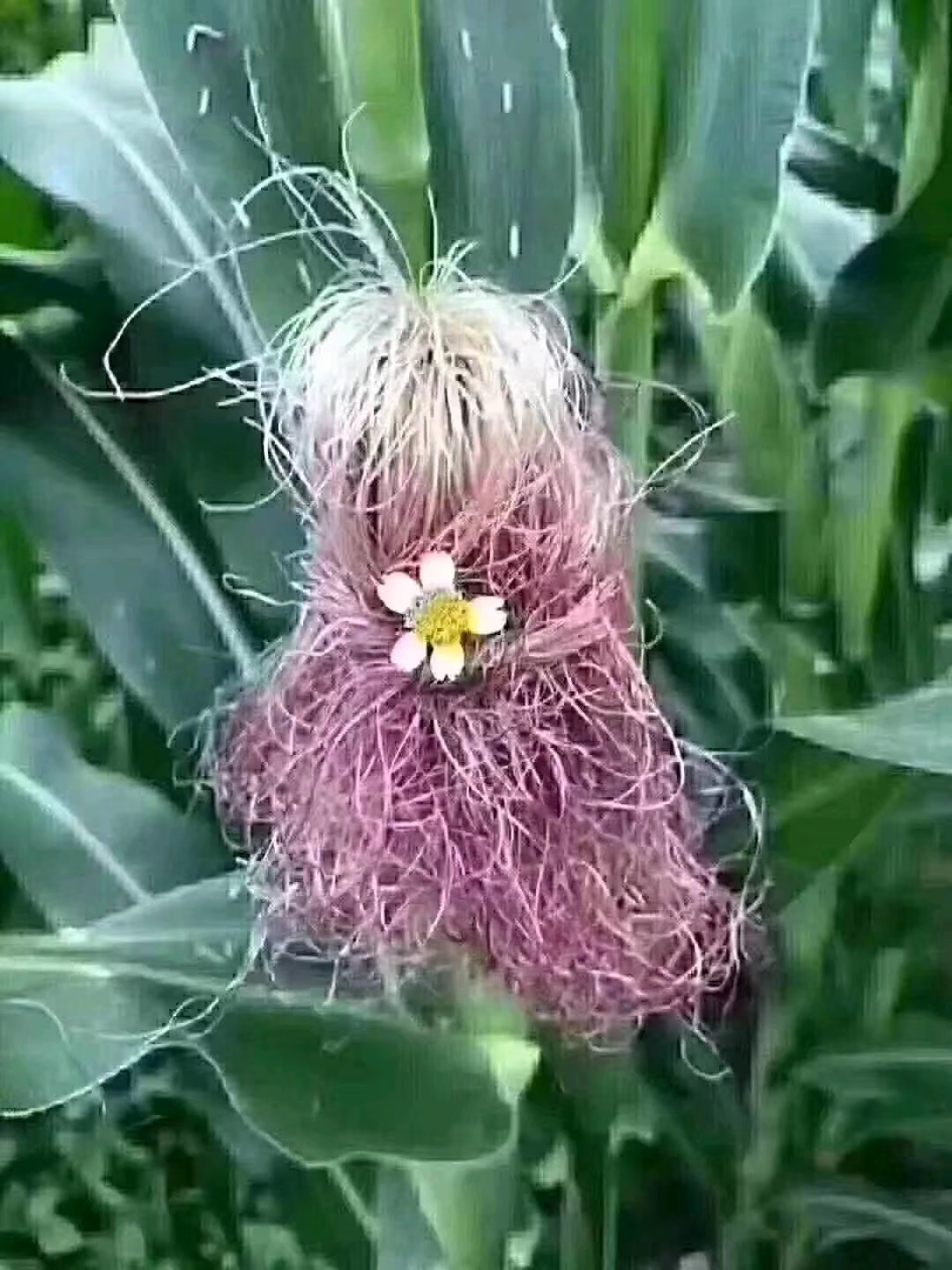 最有创意的玉米须发型