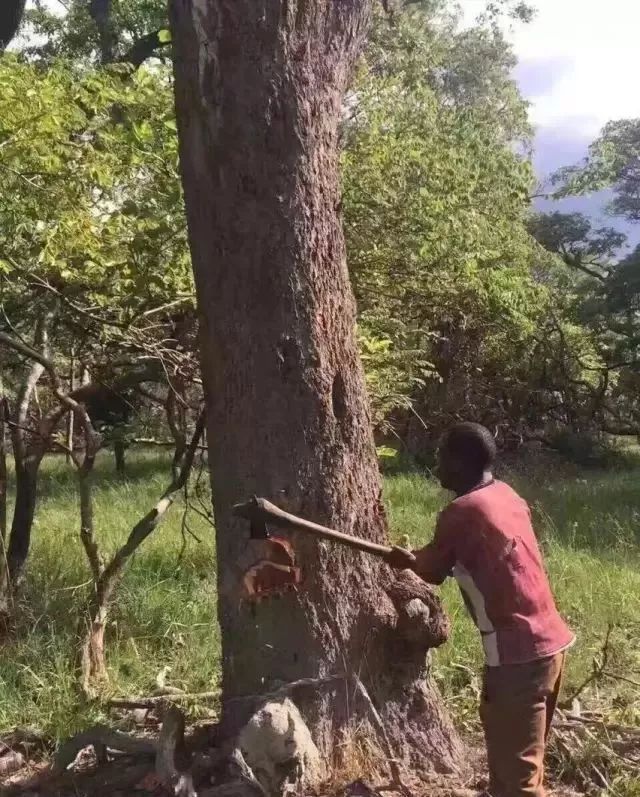 红木原料来之不易 带你实地观看非洲血檀是如何砍伐出来的