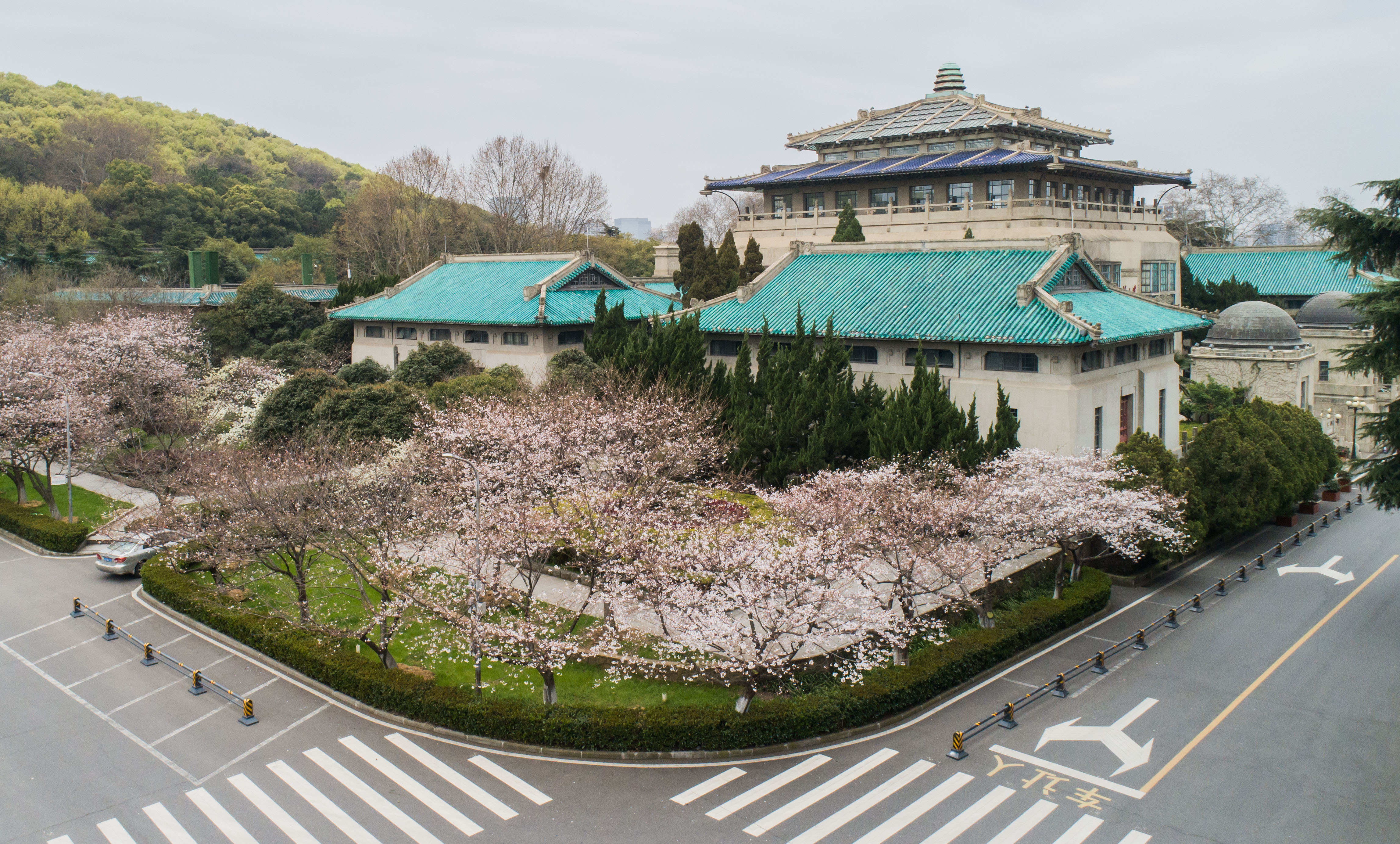 武汉大学开通"云赏樱 向公众展示校园樱花美景(1)