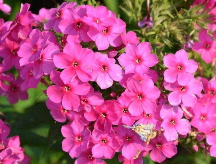 十种花期超长的草本植物