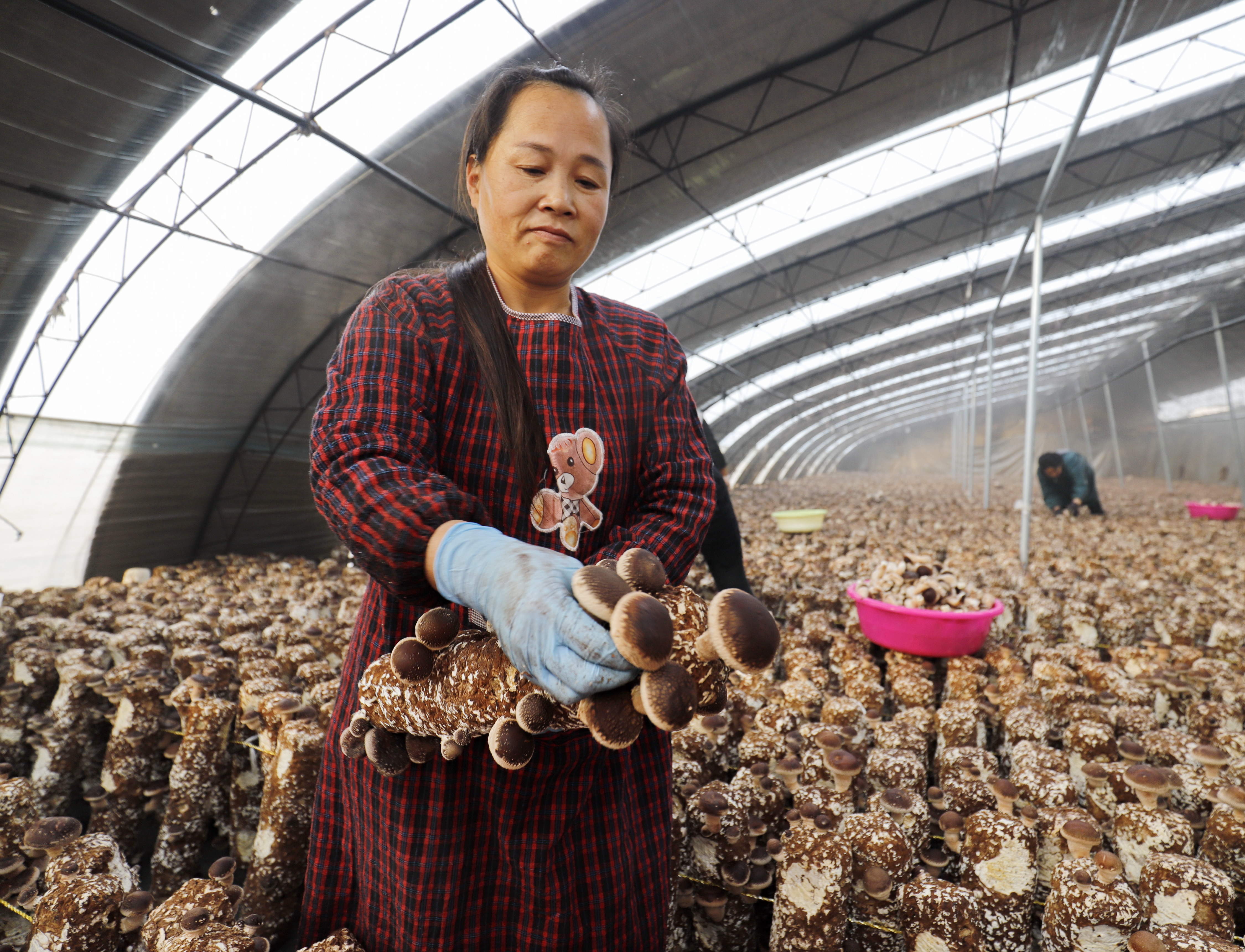 唐山食用菌种植基地图片