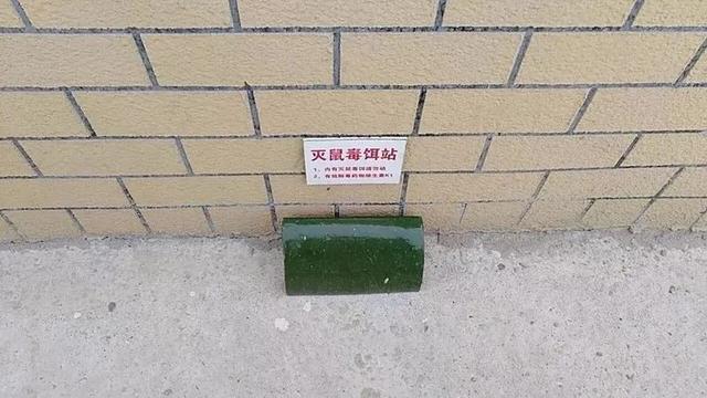 春季灭鼠正当时,教你如何与它"斗智斗勇"