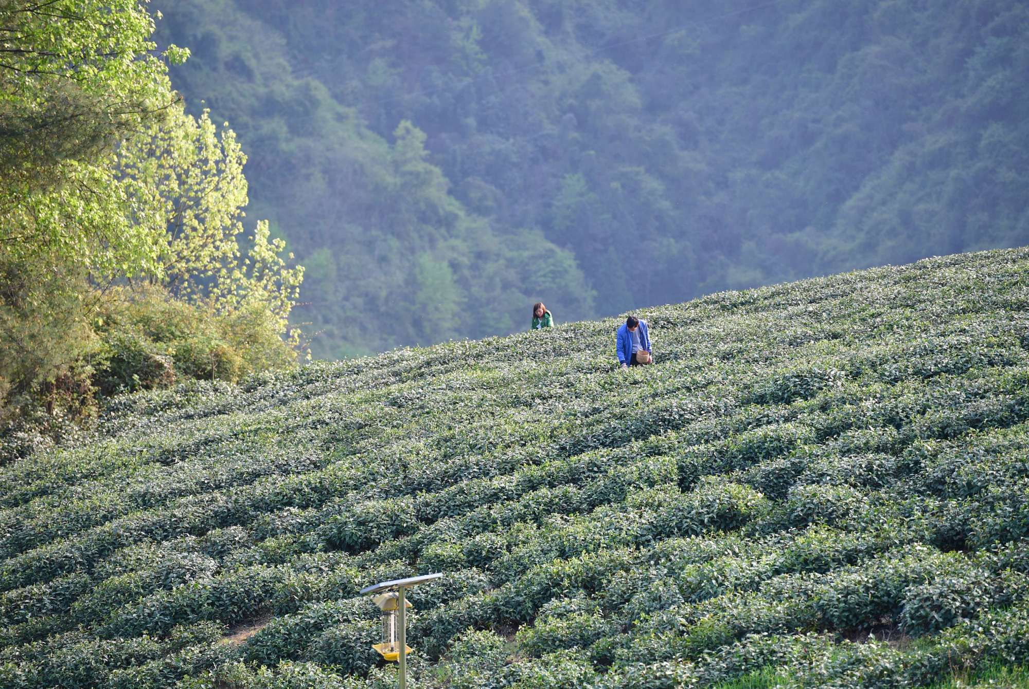 陕西紫阳:富硒茶园添新绿