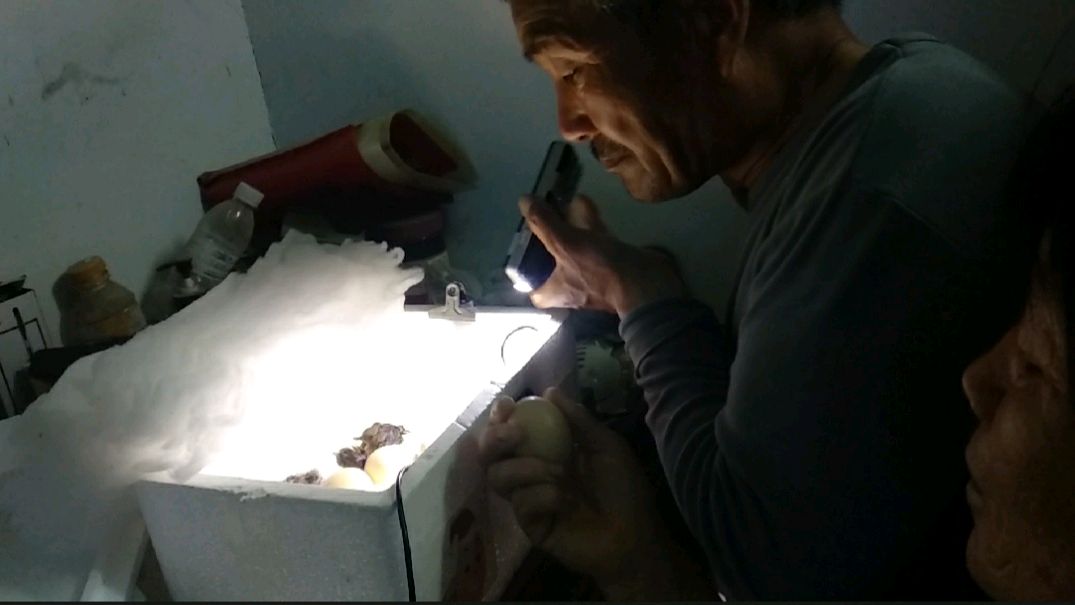 实拍网购80元孵蛋器如何孵出小鸡,21天的等待惊呆全家人