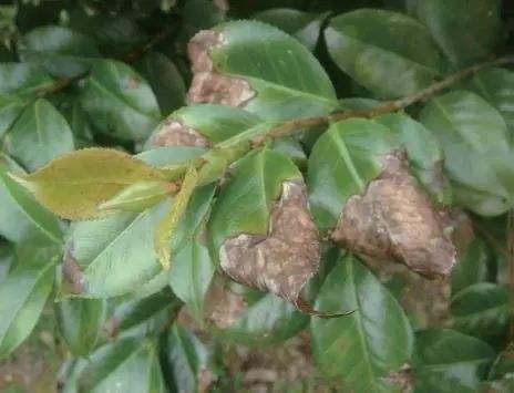 油茶- 热门商品专区