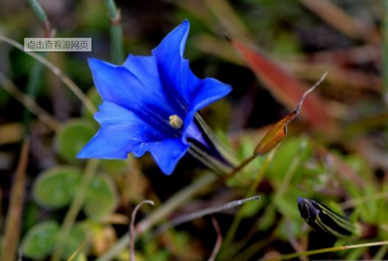 西藏名草"蓝玉簪,又名龙胆花,稀罕珍贵,花要上百元一斤