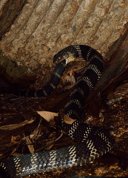 世界最大的毒蛇——"蛇类煞星"眼镜王蛇