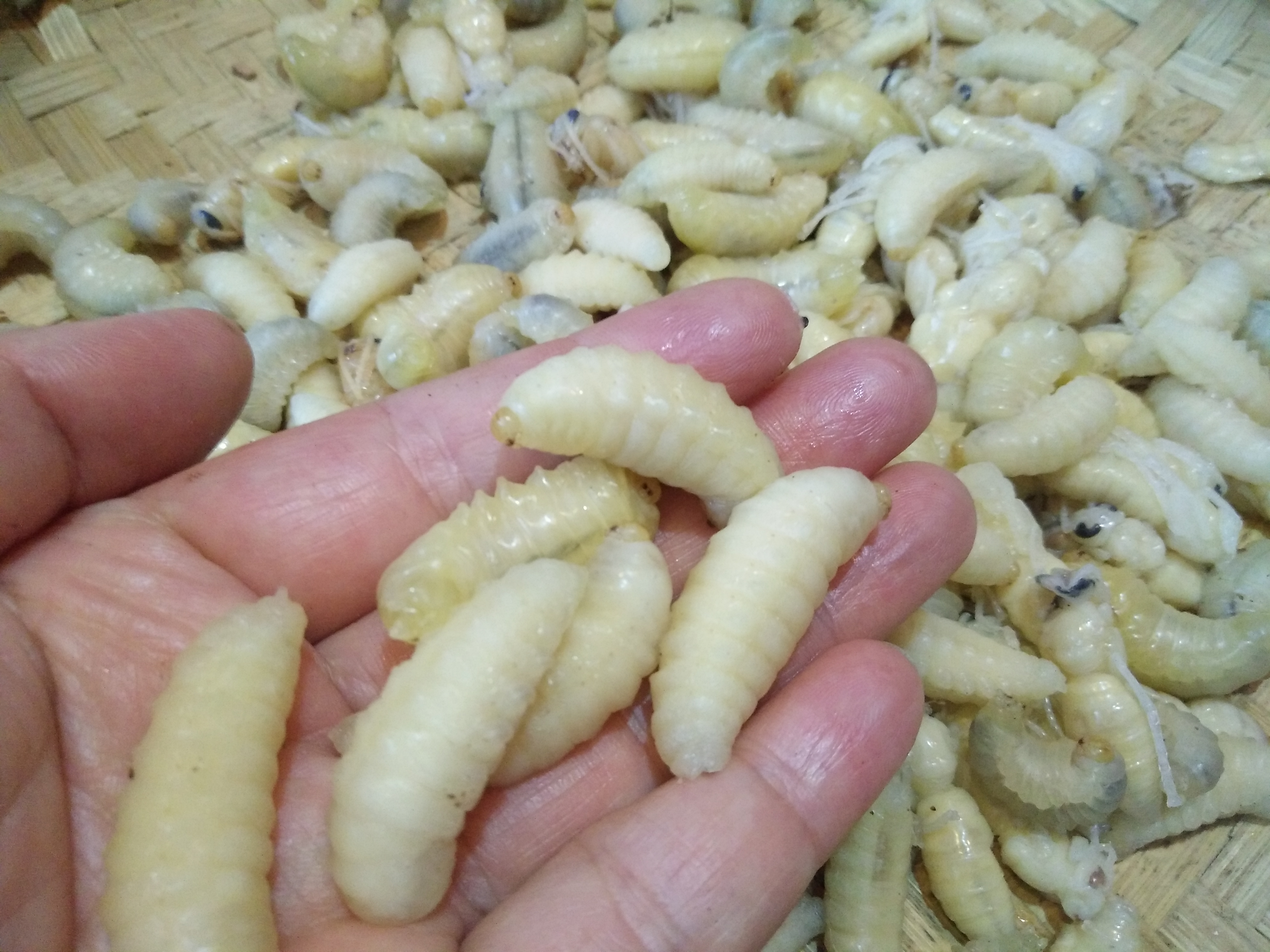 最干净的蜂子原来是它?!