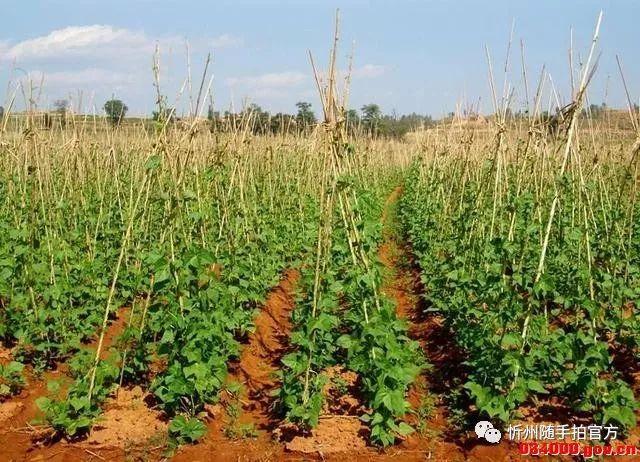 红芸豆 - 优质问答专区