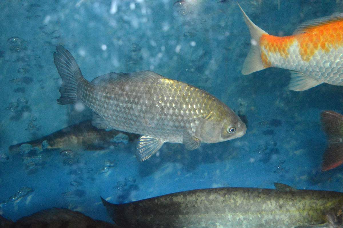 长尾彩鲫喂养指南,初学者最适宜的品种之一