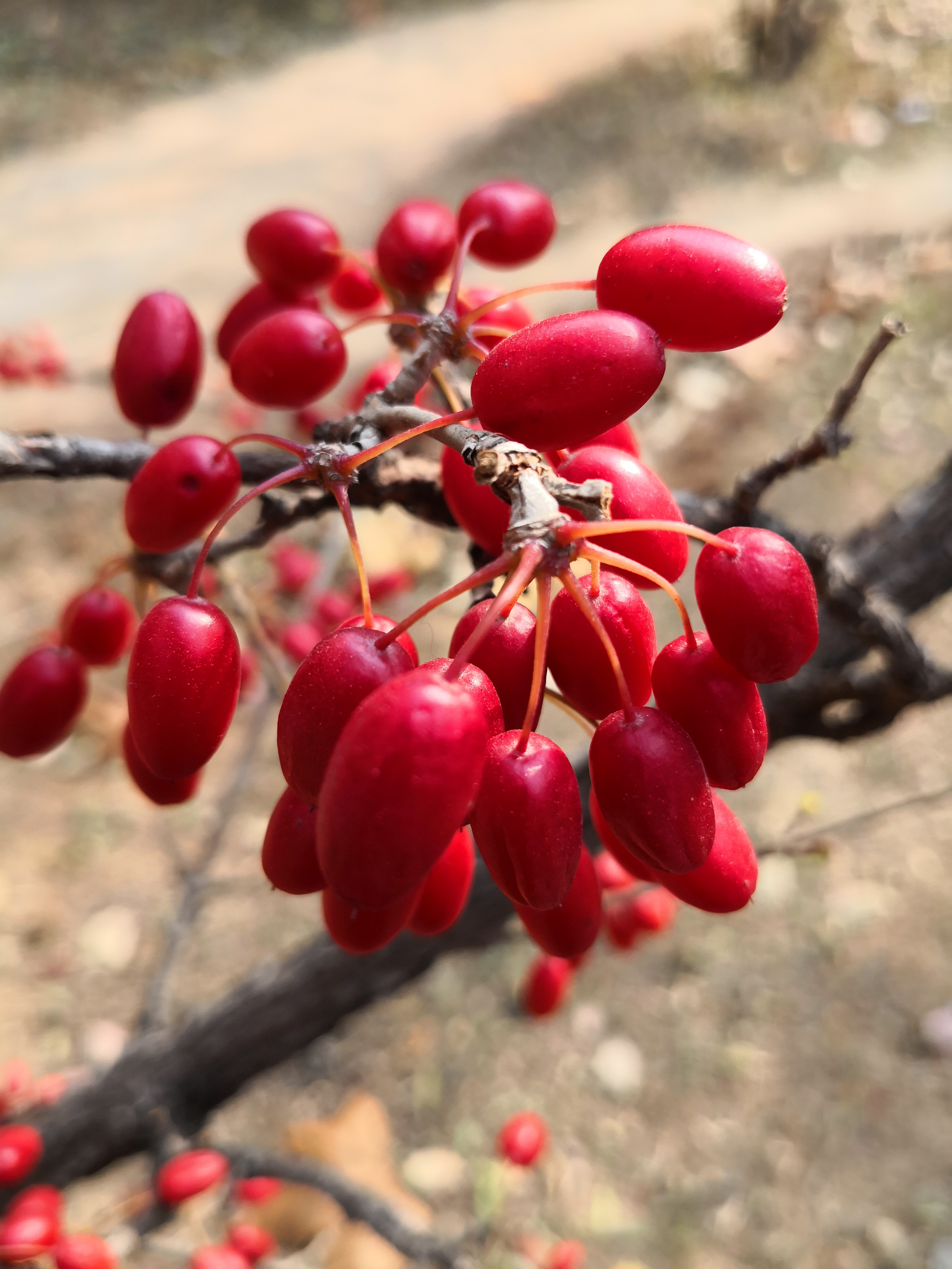 冬赏山茱萸,枝无叶果更红,芽苞蓄势待春风