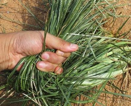 农村一种杂草,没有牛的劲拔不动,价值极高,小时候常用来玩游戏