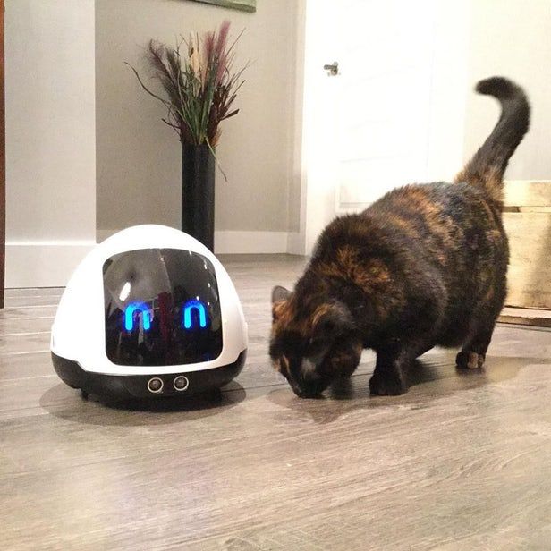 宠物伴侣机器人mia能与宠物互动 还能给它们提供食物