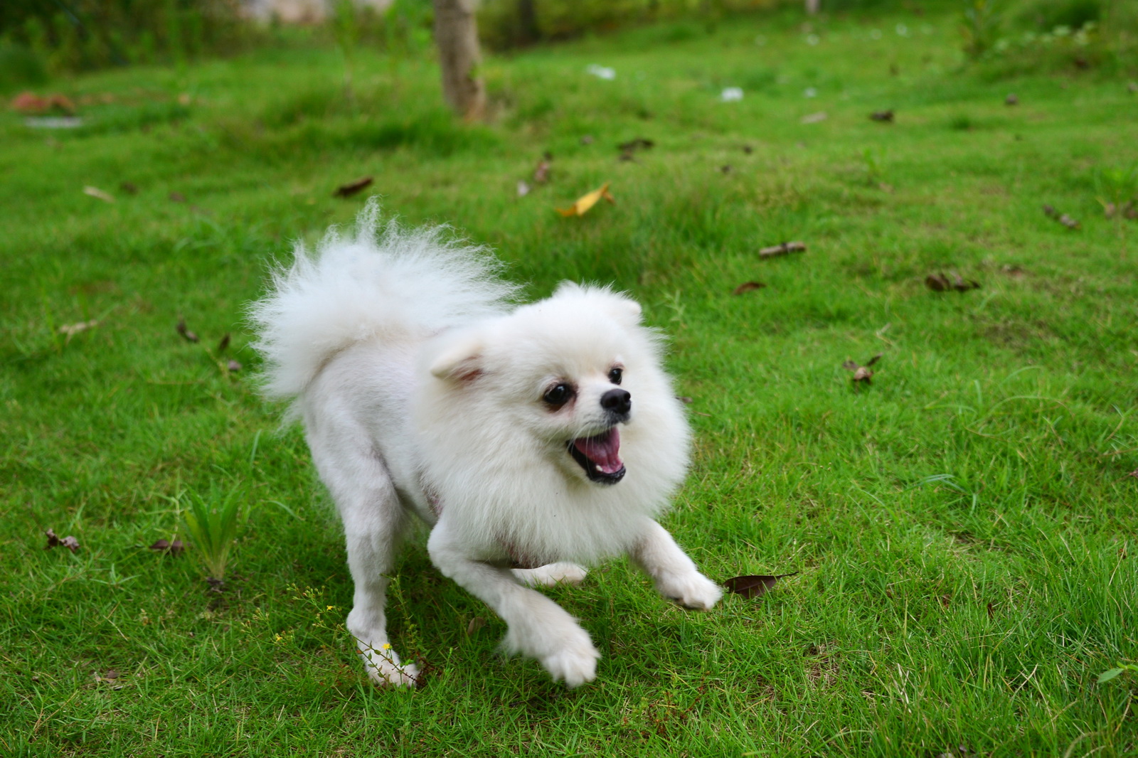 排名八:在智商方面边境牧羊犬是公认犬界的博士后,生