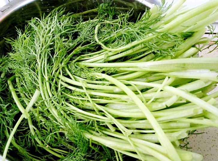 茴香的叶子气味芳香,很多南方人都闻不惯,但是对于北方人来说,"茴香"