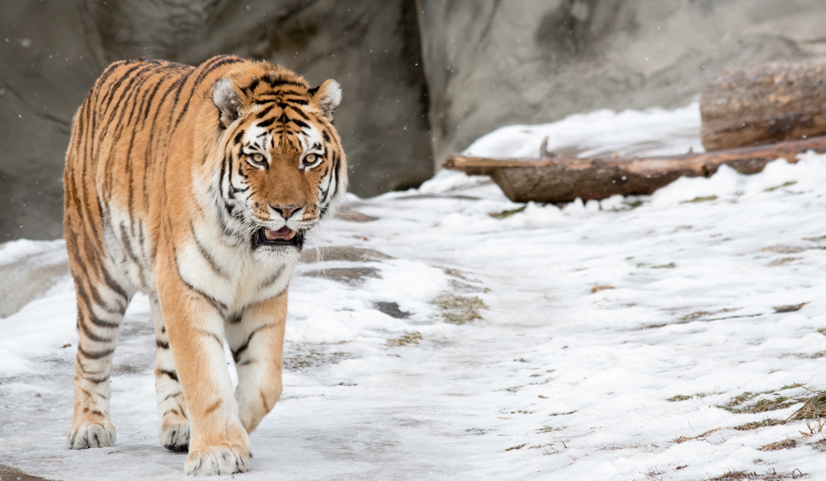 野生东北虎大都挤在西伯利亚一角,为何不向更深的内陆发展?