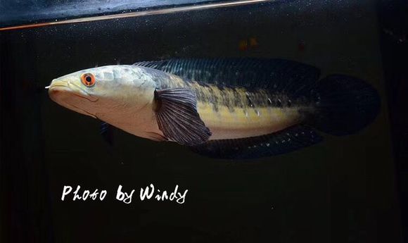 百度爱采购首页 商品专题_鱼印尼婆罗洲加里曼丹河黑魔神,细纹,梅花点