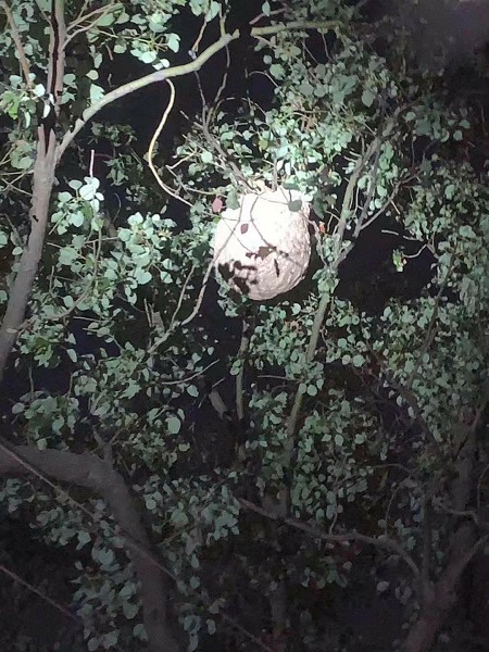 巨型马蜂窝高悬小区门口 消防员紧急除隐患