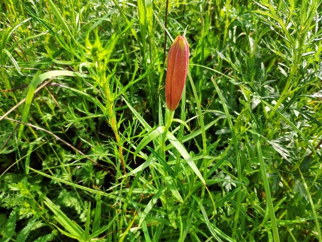 呼伦贝尔野生百合鳞茎质量好,花朵鲜艳,人工栽培种球培育是关键