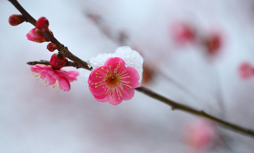 七律·冬雪·年尾感怀