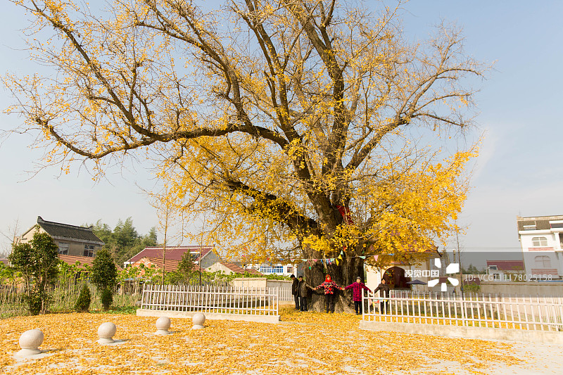 江苏南通最古银杏树迎来最美观赏季