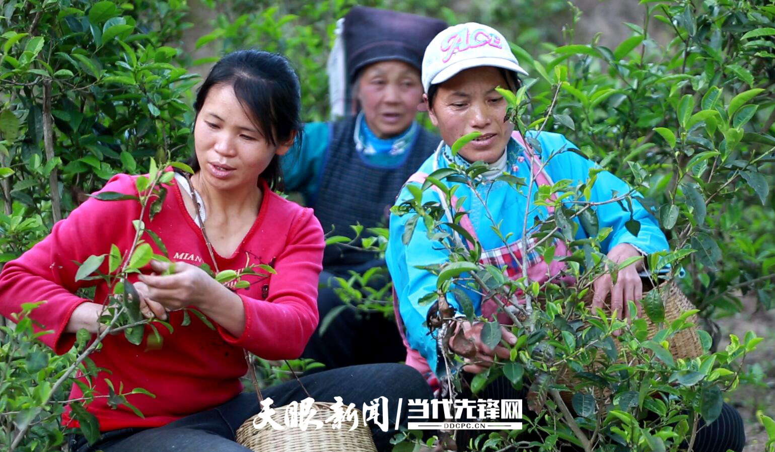 平塘县掌布镇联合村:神秘"消失"的圆杆茶苗