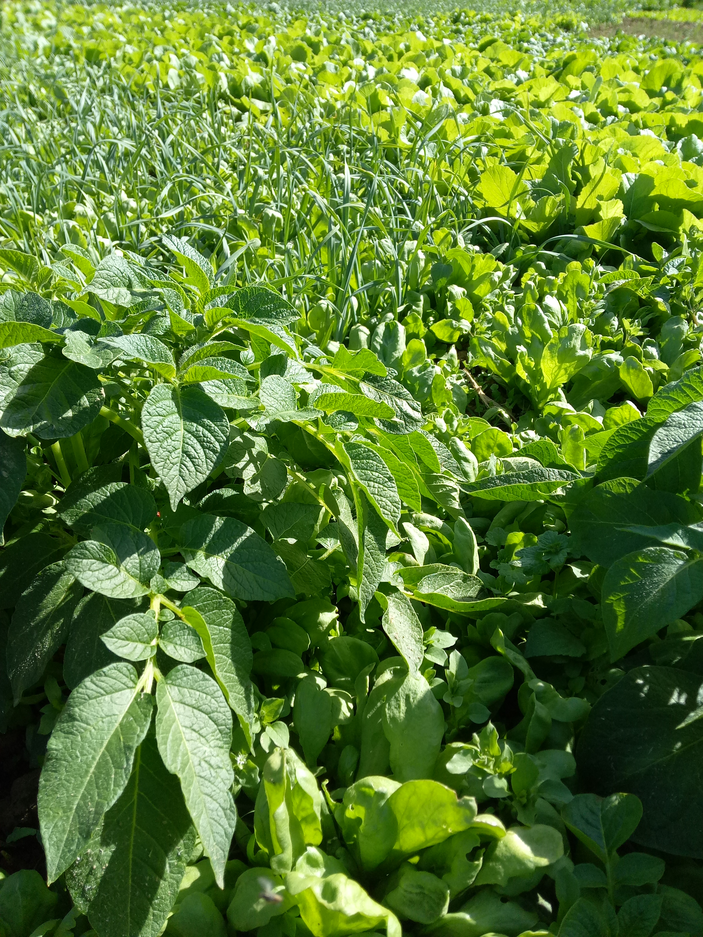 农村里种植的红皮土豆多少钱一斤?2018年种植能赚钱吗?