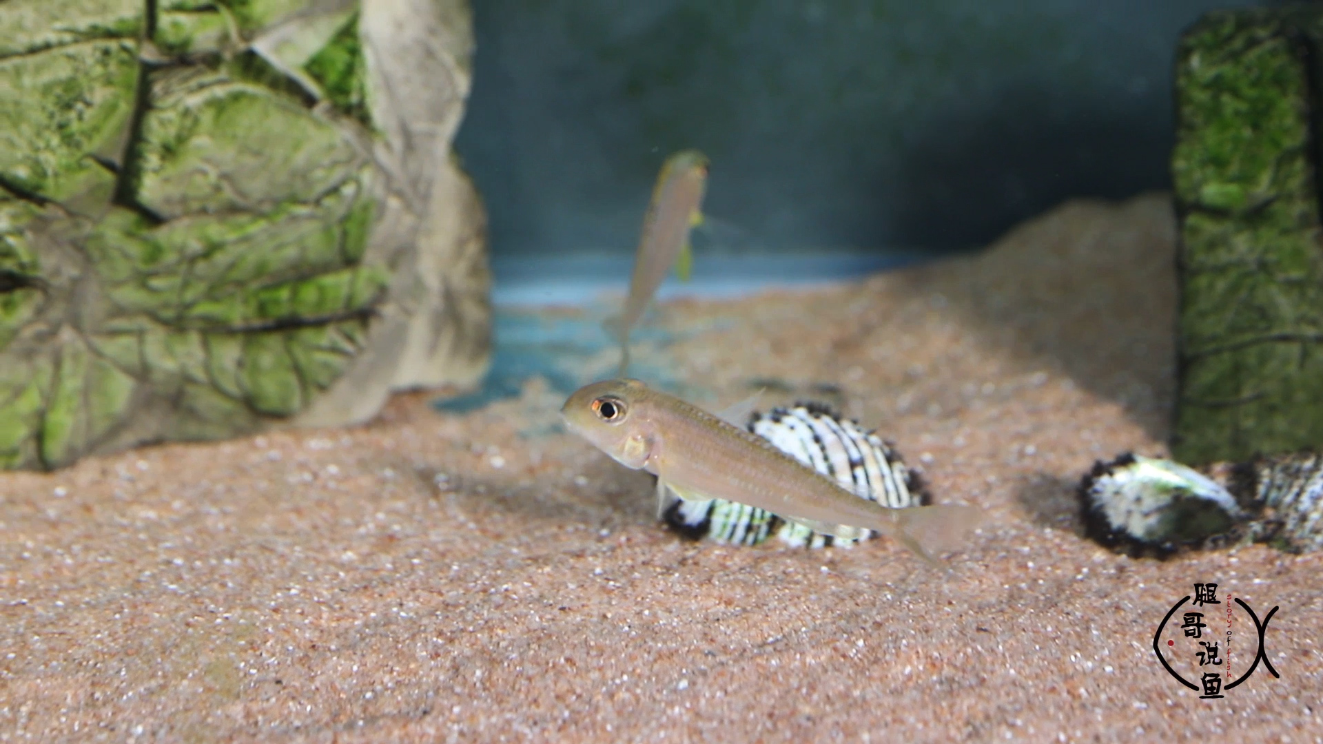 七彩珍珠鱼成鱼的体型大概8到10cm左右,体型非常的健硕,而且它非常在