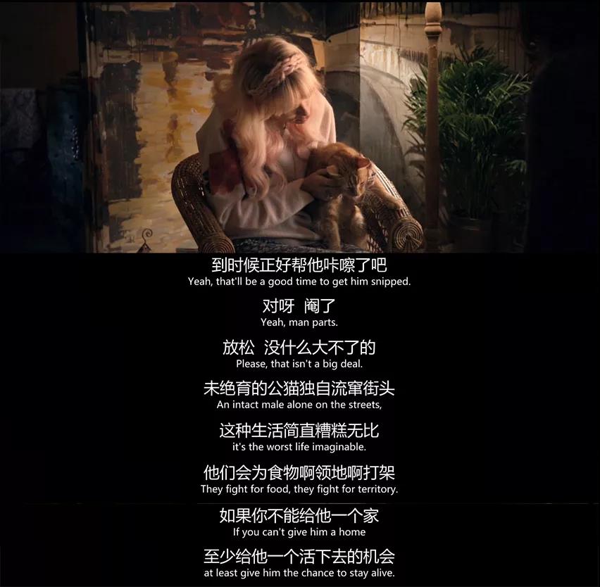 你也在犯的《流浪猫鲍勃》中养猫的错误